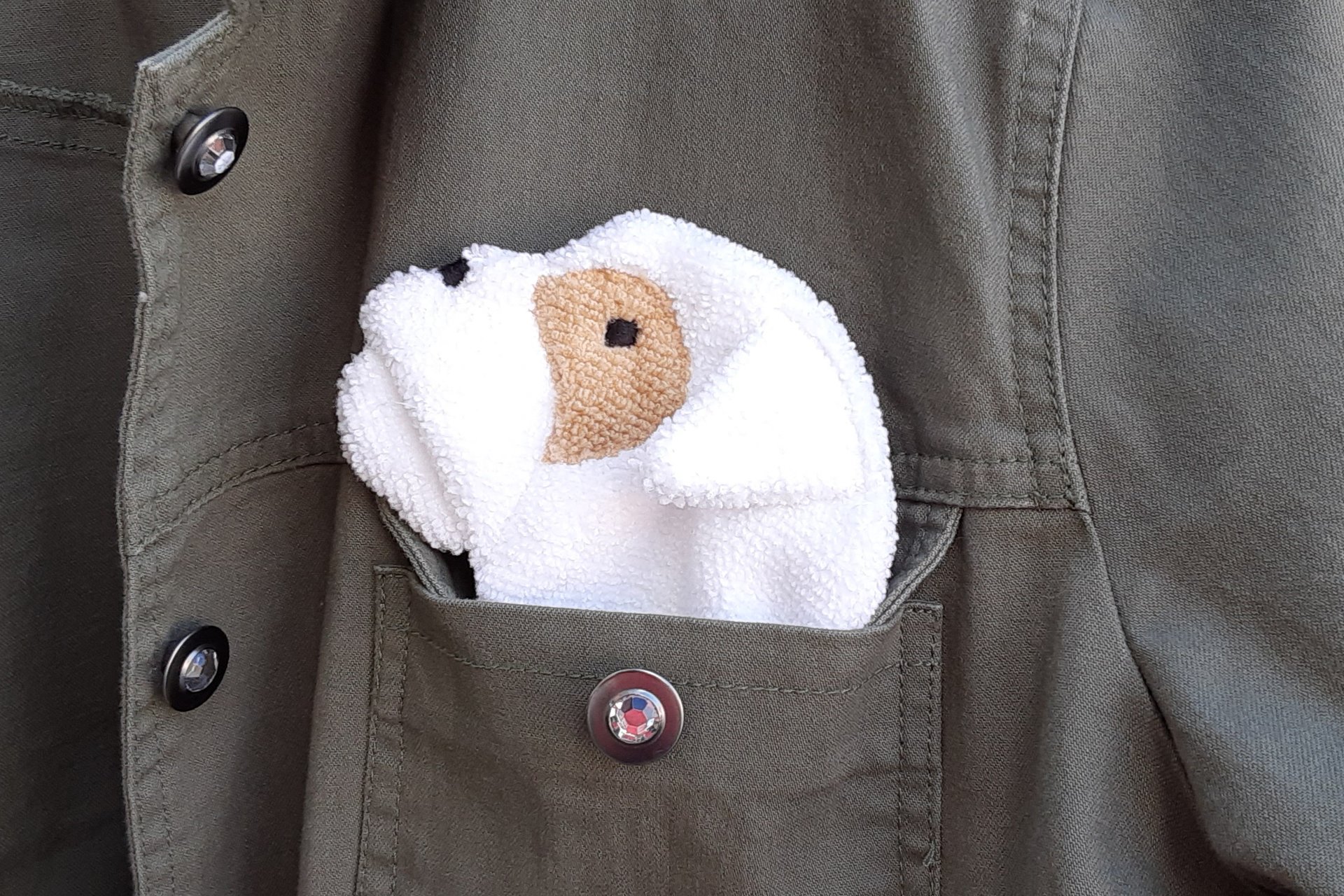 Bulldog peeking out of jean jacket pocket.