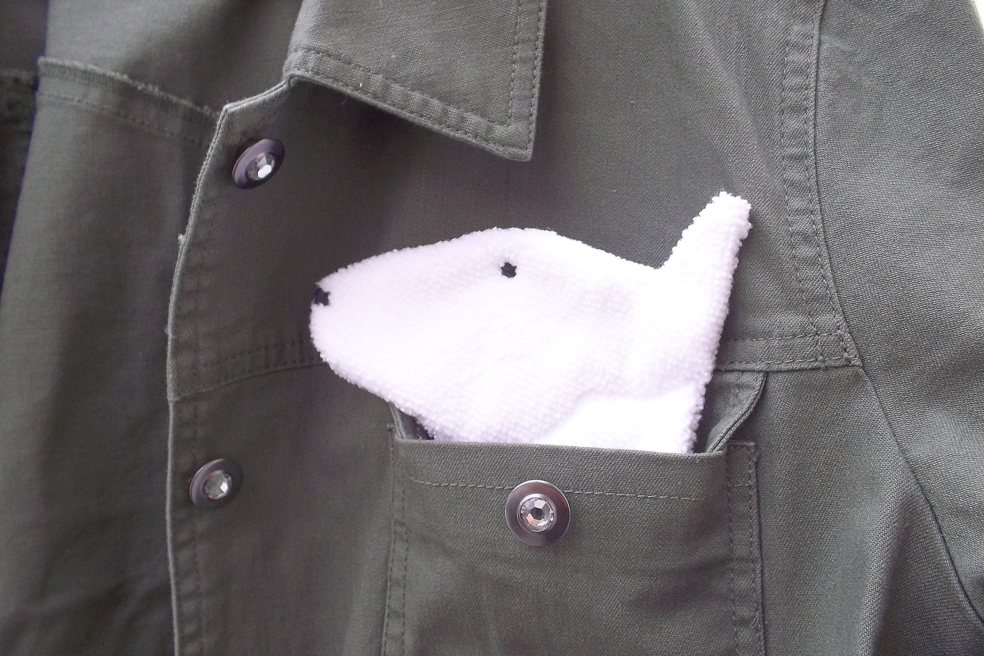 Smudge Dog peeking out of a pocket of a jean jacket.