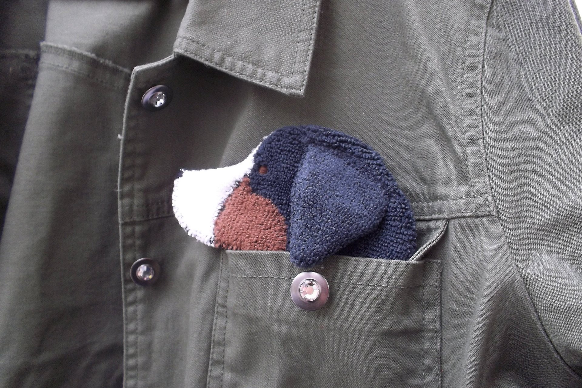 Smudge Dog shown peeking out of a jean jacket.