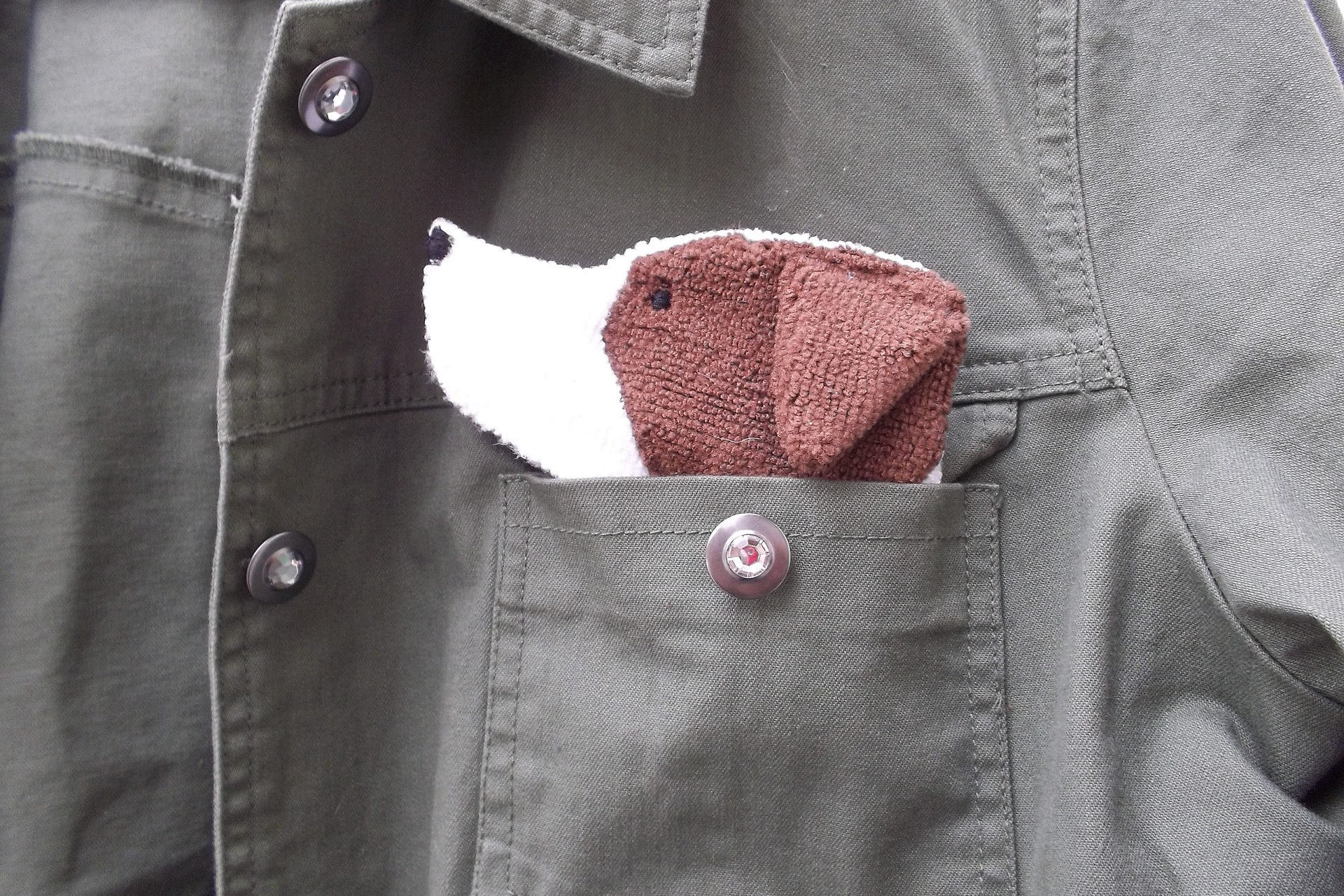 Smudge Dog peeking out of jean jacket pocket