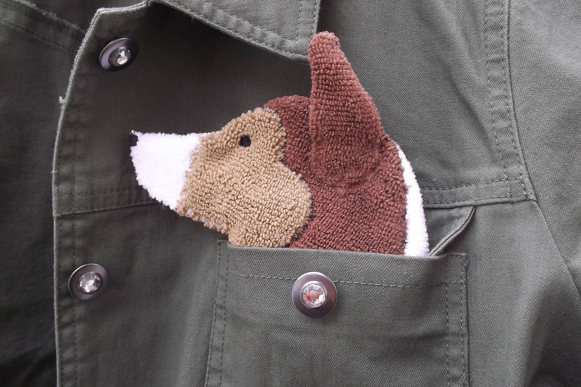 Smudge Dog peeking out of a pocket of a jean jacket.