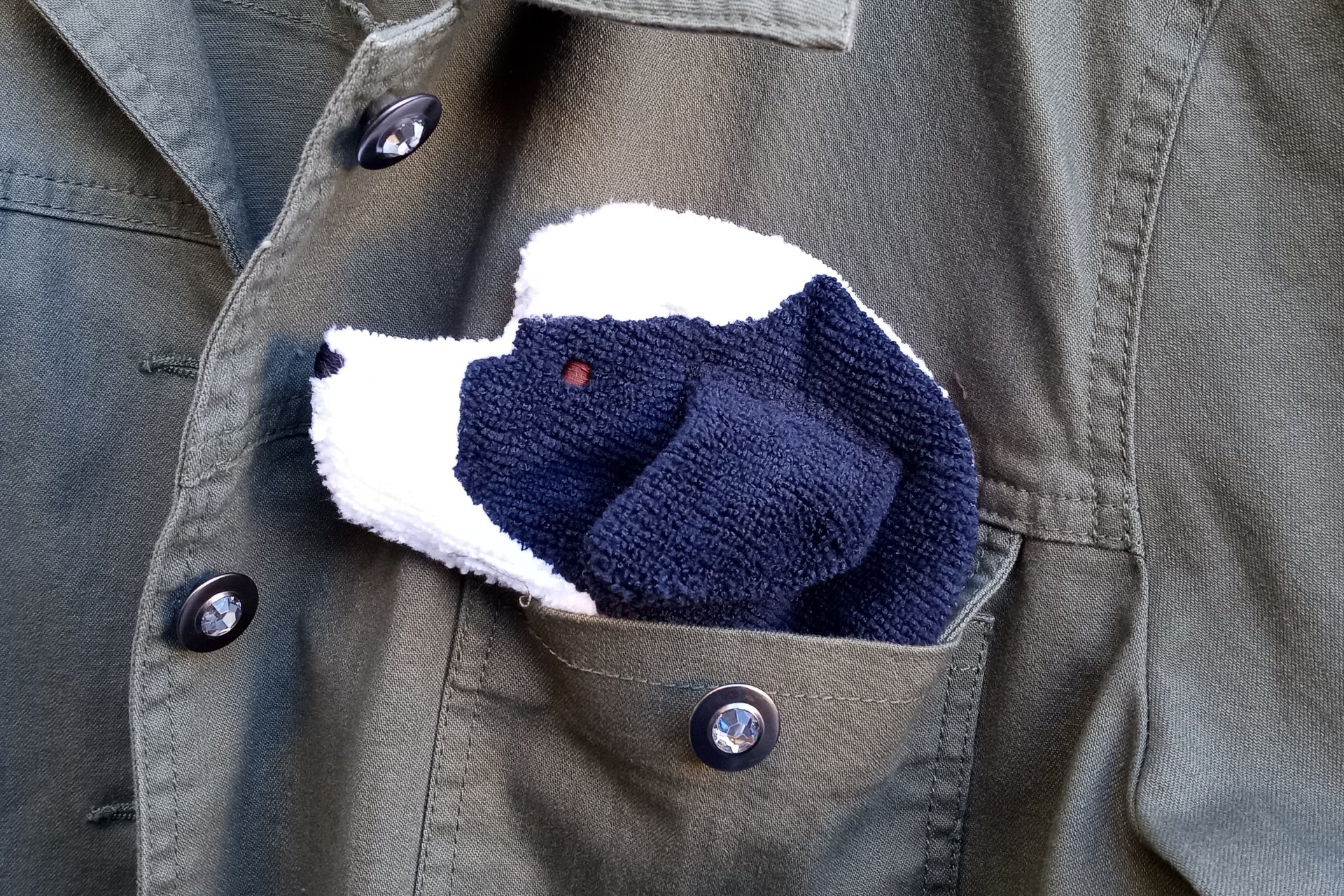 Smudge Dog peeking out of jean jacket pocket